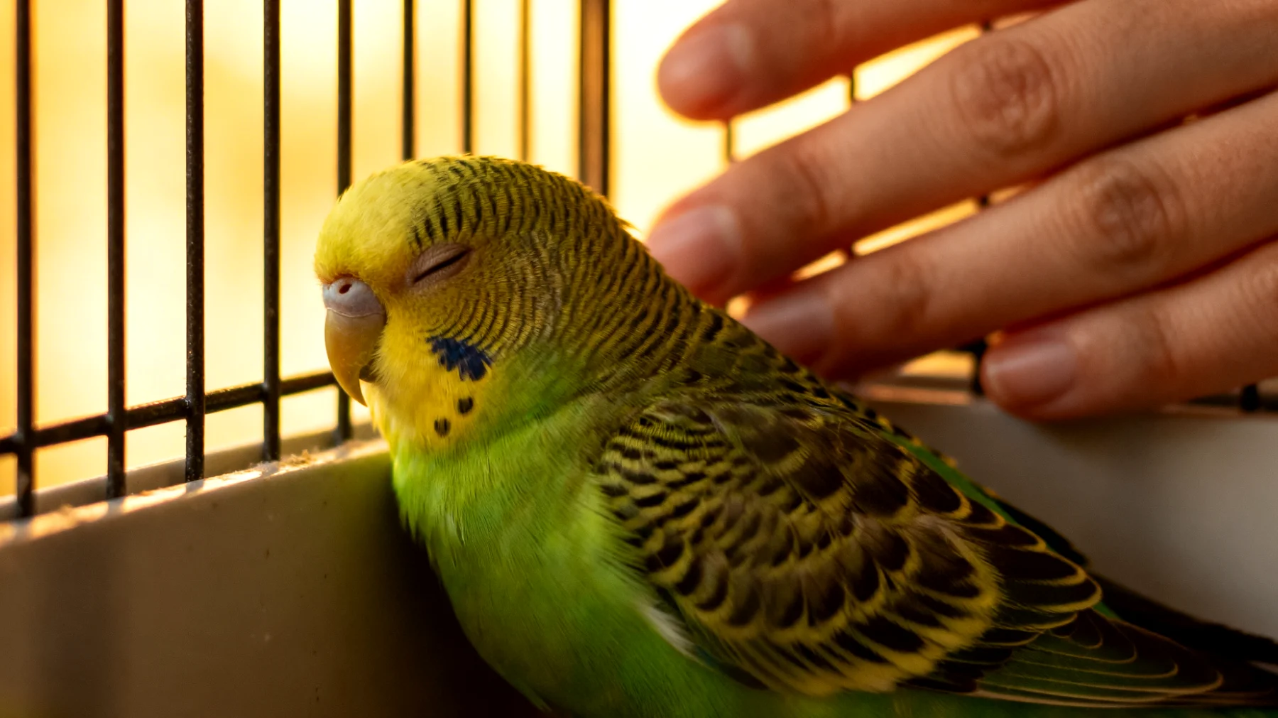 Wellensittiche können nach medizinischen Eingriffen Stress erleiden und benötigen sanfte, natürliche Unterstützung zur Erholung, jedoch ist eine Kastration bei Wellensittichen äußerst unüblich und wird tiermedizinisch nicht standardmäßig durchgeführt"